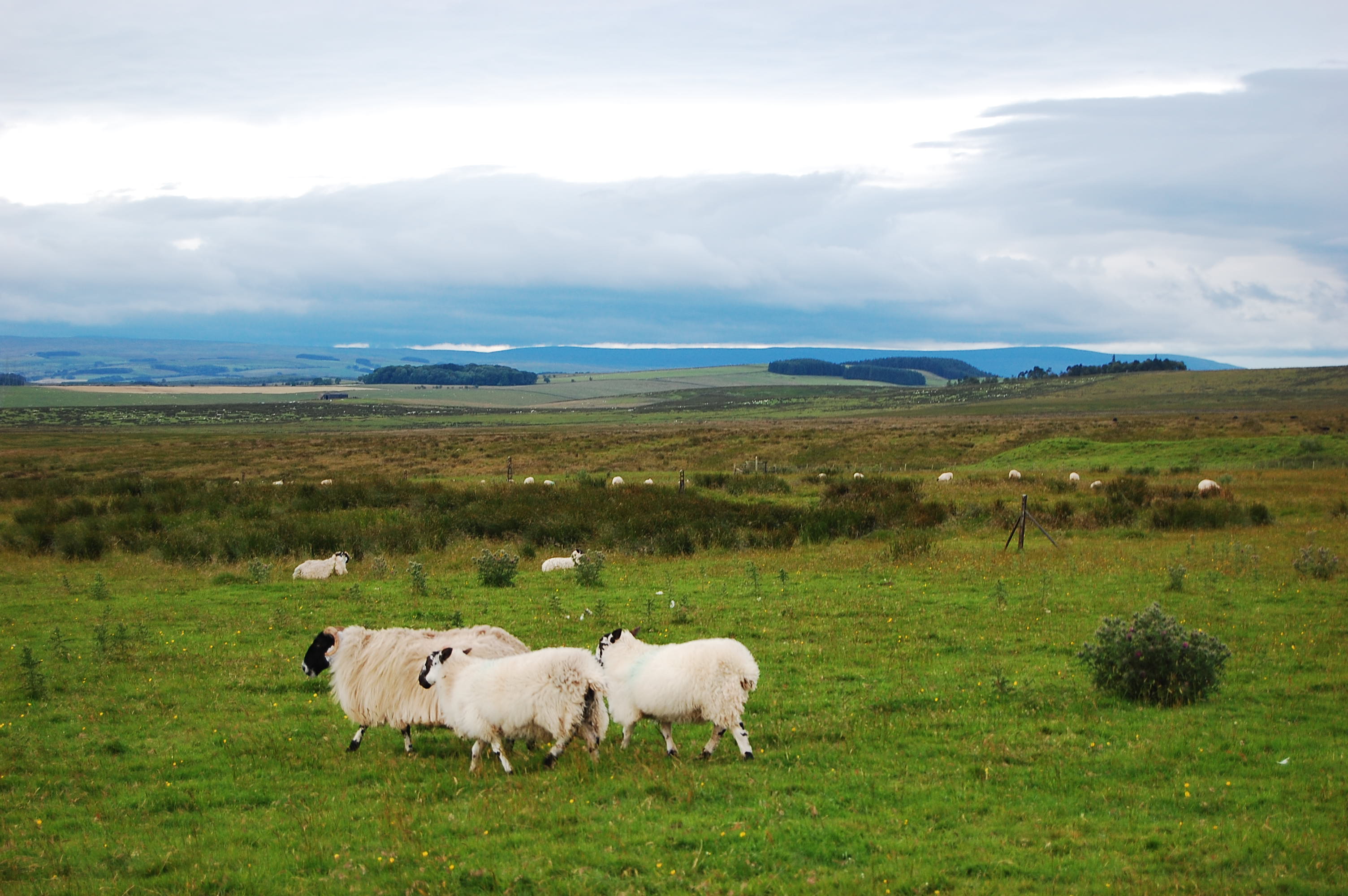 Carrawbrough  - Adriaan Roskam