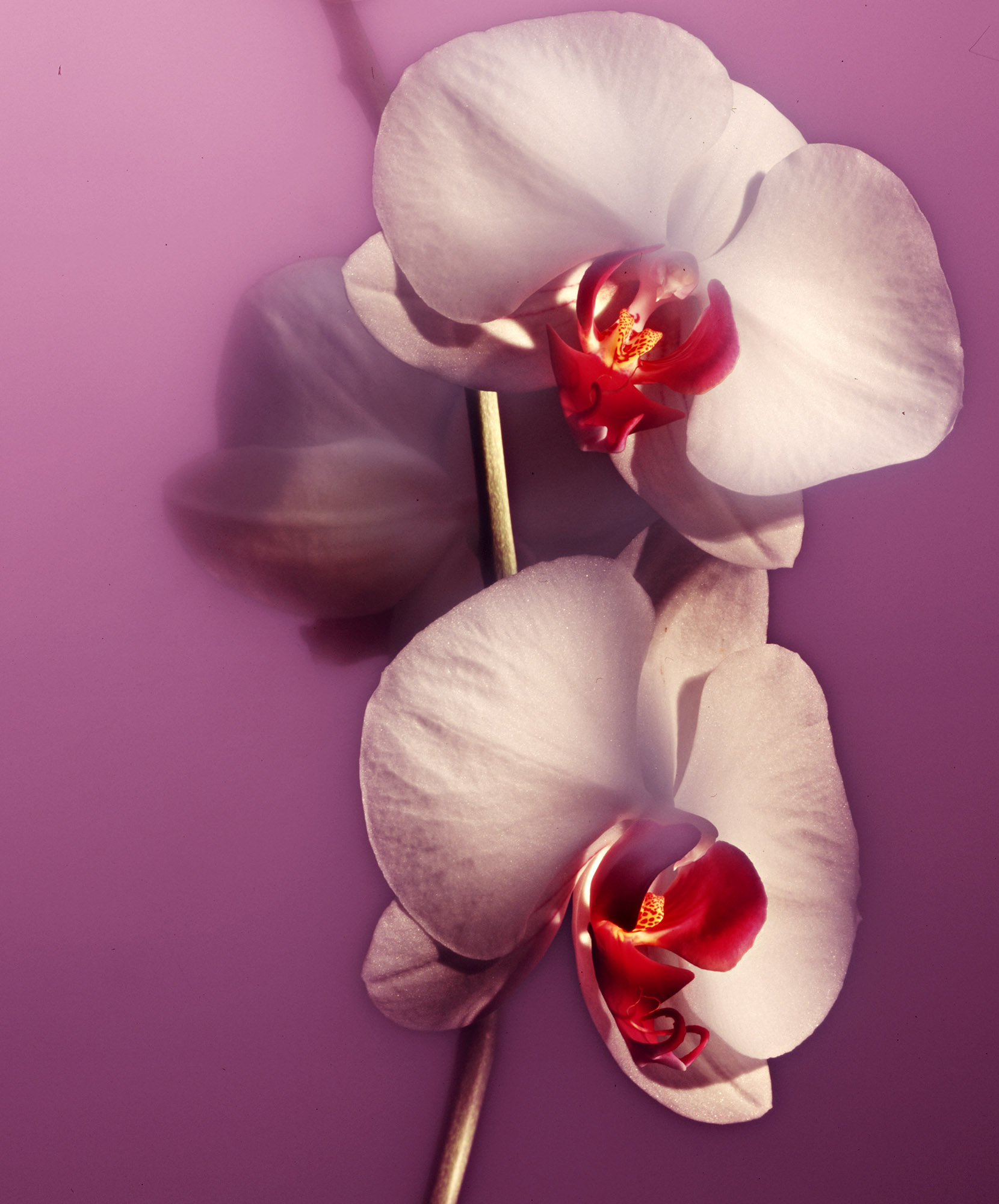 Orchid
