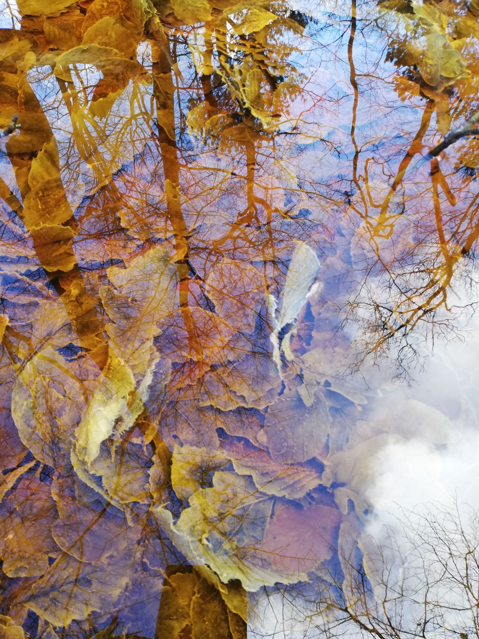 Blad onder water 4