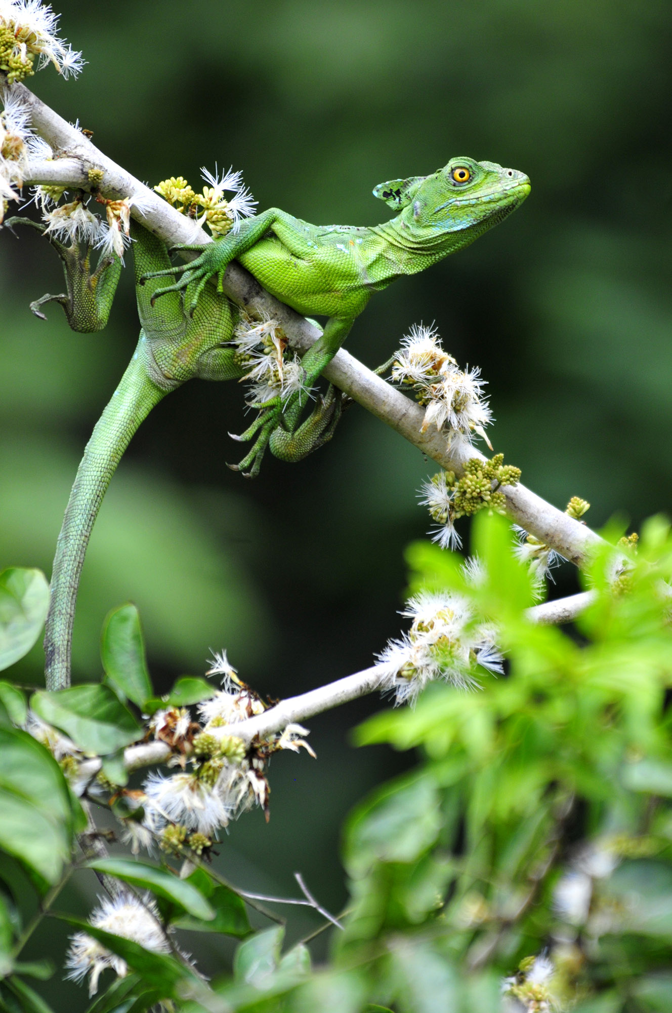 Basilisk