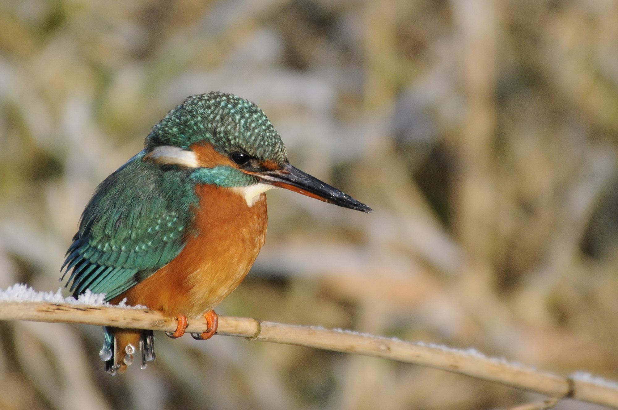 IJsvogeltje in de kou
